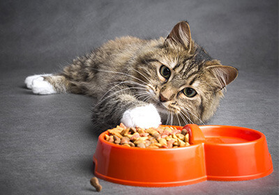 Jak karmić kota? Zdrowe zasady żywienia kotów
